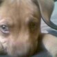 mi cachorra usmeando